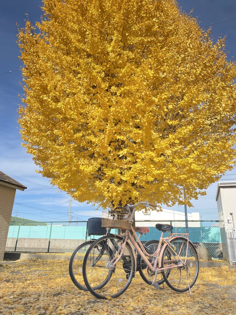 Hai chiếc xe đạp xinh xinh dưới tán cây rẻ quạt